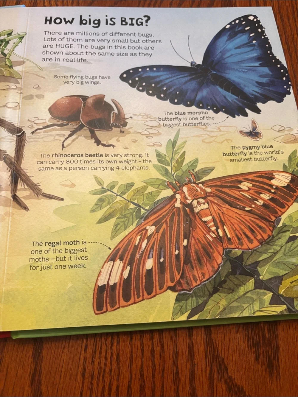 Usborne Big Book of Bugs